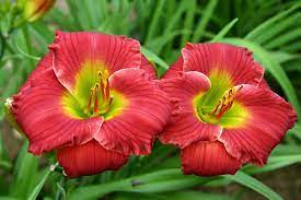 Red Hot Returns Daylily : 1 Gallon
