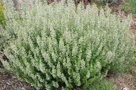 Montrose White Calamint : 1 Gallon