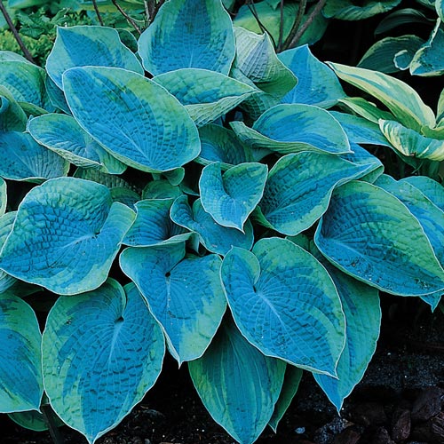 Tokudama Hosta : 1 Gallon