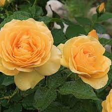 Julia Child Rose : 3 Gallon