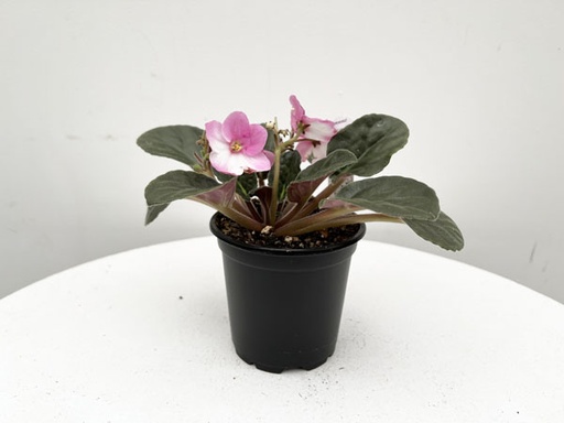 African Violet Premium : 4 Inch Pot