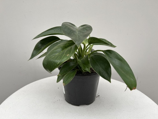 Birkin Philodendron : 6 Inch Pot