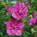 Magenta Chiffon Rose of Sharon : 3 Gallon