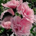 Pink Chiffon Hibiscus : 3 Gallon