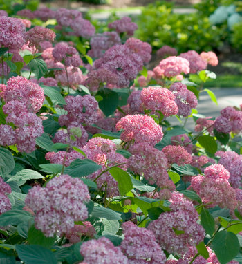 [Invincibelle Spirit II Hydrangea : 3 Gallon] Invincibelle Spirit II ® Hydrangea : 3 Gallon