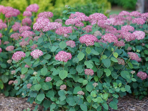 Invincibelle® Spirit II Hydrangea : 3 Gallon