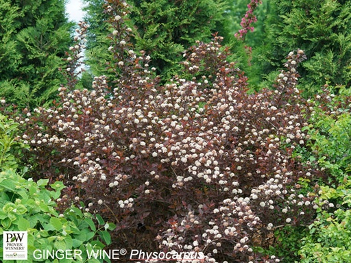 Ginger Wine® Ninebark : 5 Gallon