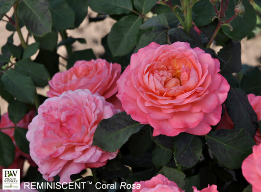 Reminiscent® Pink Rose : 3 Gallon