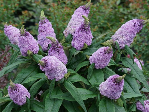 Pugster Amethyst® Butterfly Bush: 3 Gallon