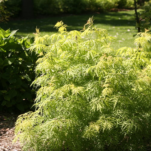 [Lemony Lace Elderberry : 5 Gallon] Lemony Lace ® Elderberry : 5 Gallon