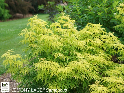 Lemony Lace® Elderberry : 5 Gallon