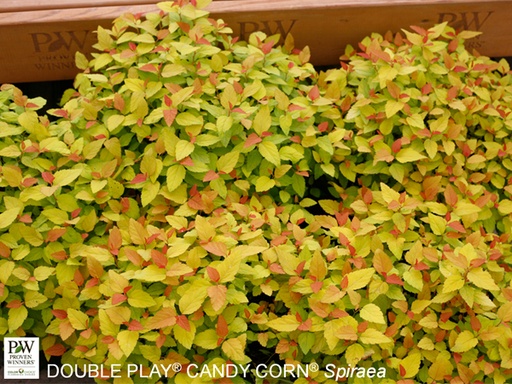 Double Play Candy Corn ® Spirea : 3 Gallon