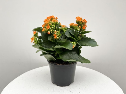 Kalanchoe : 6 Inch Pot