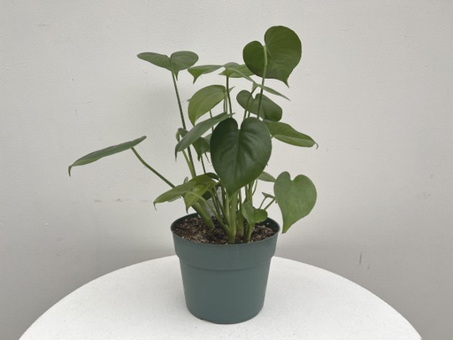 Monstera deliciosa : 6 Inch