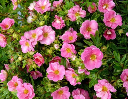 Happy Face Potentilla : 3 Gallon