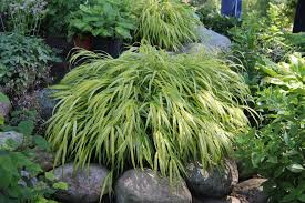 Japanese Forest Grass 'Aureola' : 1 Gallon