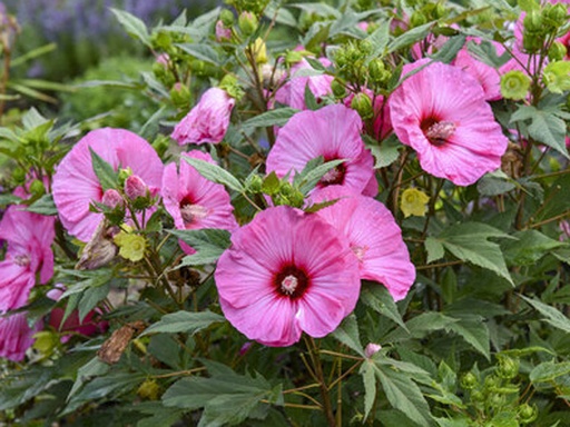 [Summerific Candy Crush Proven Winner Hibiscus : 3 Gallon] Summerific ® Candy Crush Proven Winner Hibiscus : 3 Gallon