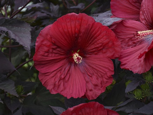 [Summerific Holy Grail Proven Winner Hibiscus : 3 Gallon] Summerific ® Holy Grail Proven Winner Hibiscus : 3 Gallon