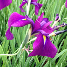 Variegated Japanese Iris : 1 Gallon