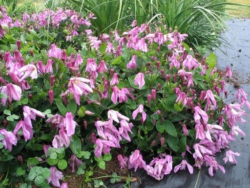 Alionushka Clematis : 1 Gallon