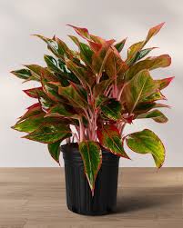 Aglaonema Siam Red : 6 Inch Pot
