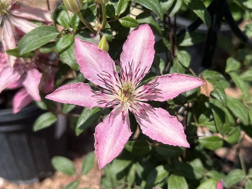 Sarah Elizabeth Clematis : 2 Gallon