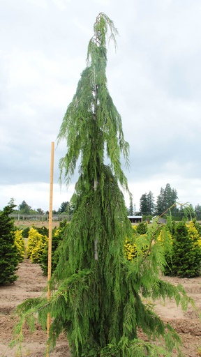 Weeping White Pine : 15 Gallon