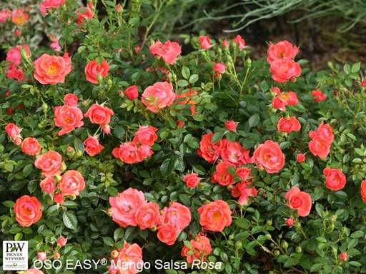 Oso Easy Mango Salsa Rose : 3 Gallon
