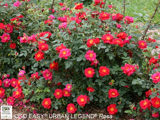 Oso Easy Urban Legend Rose : 3 Gallon