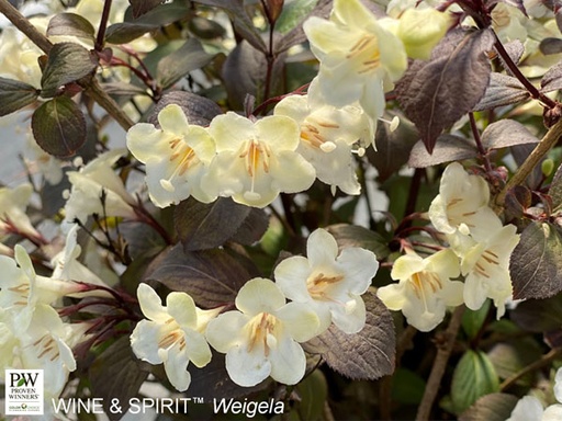 Wine & Spirits® Weigela : 5 Gallon