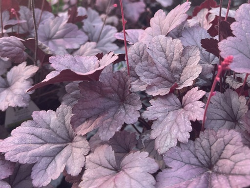 Silver Gumdrop Coral Bells : 1 Gallon
