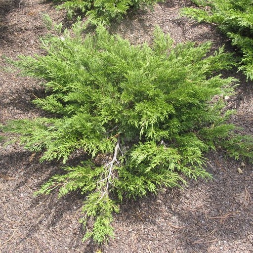 Mini Arcadia Juniper : 5 Gallon