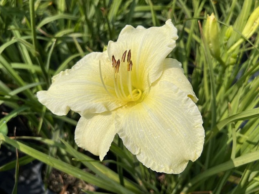 Sunday Gloves Daylily : 1 Gallon