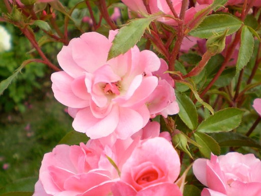 Pinktopia Rose : 2 Gallon