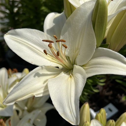 Timon Asiatic Lily : 1 Gallon