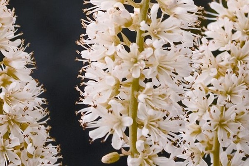 Vanilla Spice® Summersweet : 5 Gallon