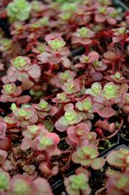 Flaming Carpet Sangria Sedum : 1 Gallon