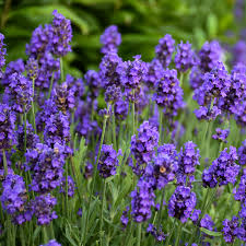 Sweet Romance Lavandula : 1 Gallon
