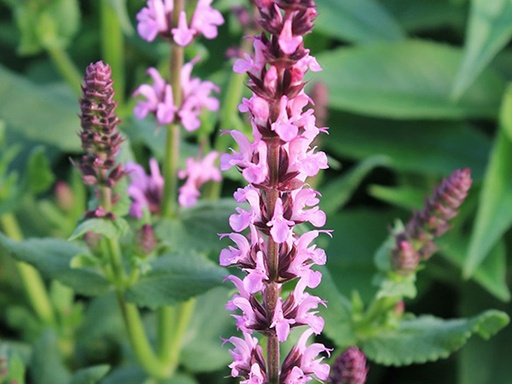 Lyrical Rose Meadow Sage : 1 Gallon