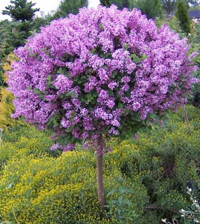 Bloomerang ® Dark Purple Lilac on STD : 15 Gallon