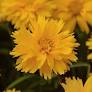 Double the Sun TickSeed : 1 Gallon