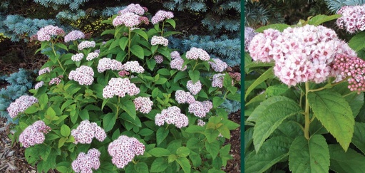 Fritsch Pink Spirea : 5 Gallon