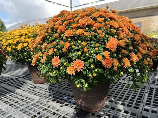 Garden Mum : 5 Inch Pot