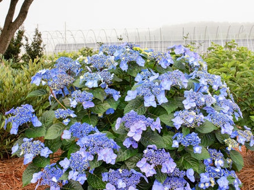 Endless Summer Pop Star ® Hydrangea : 3 Gallon