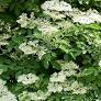 Elderberry : 10 Gallon