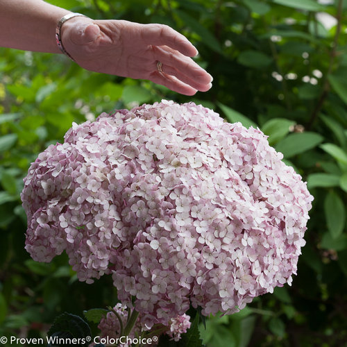 [Incrediball Blush Hydrangea : 5 Gallon] Incrediball Blush ® Hydrangea : 5 Gallon