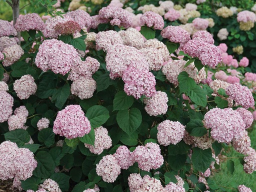 Incrediball Blush® Hydrangea : 5 Gallon