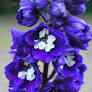 Dark Blue/White Bee Delphinium : 1 Gallon