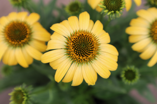 Pollynation Yellow : 1 Gallon