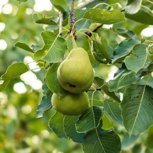 Anjou Pear : 5 Gallon